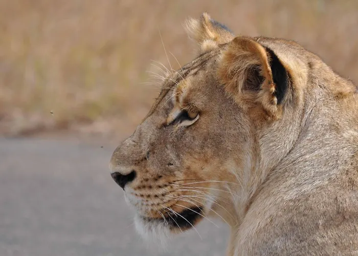 La Kruger Lifestyle Lodge - No Loadshedding