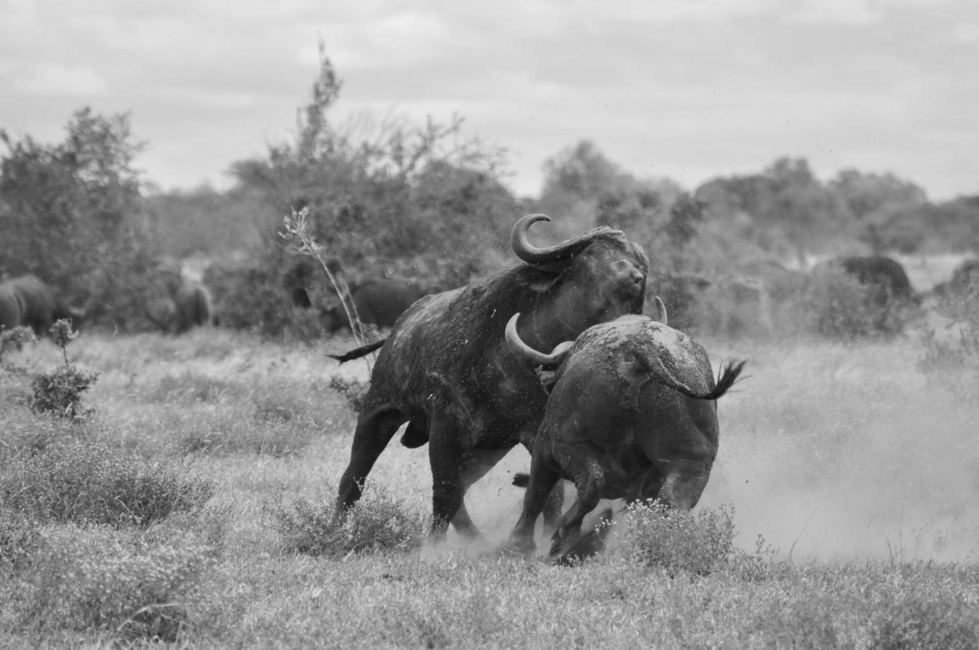 La Kruger Lifestyle - No Loadshedding Alojamento de Turismo Selvagem *